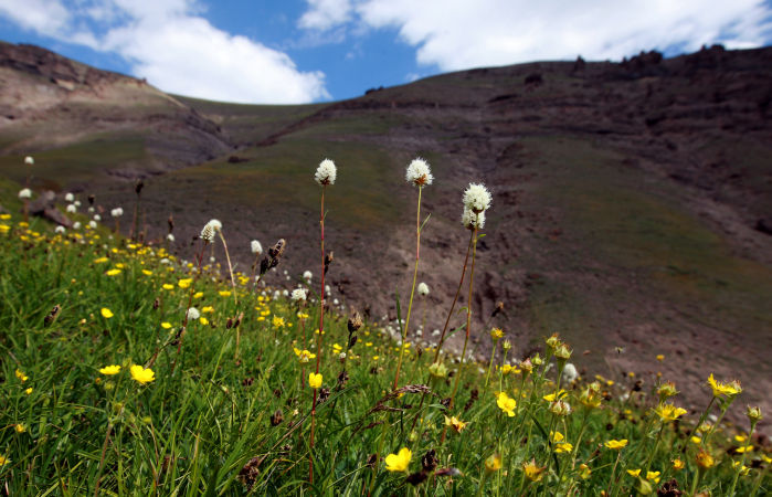 Grizzly Moth Site